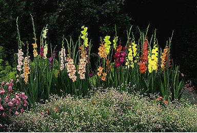 《冲就完事模拟器》开发商公布肉鸽动作新作《伊卡洛不死》